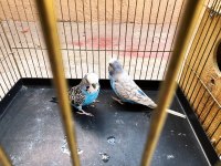 Jumbo yavru alınmış takım muhabbet kuşu