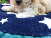 Maltese teriyer köpekler