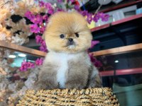 Micro Pomeranian Boo