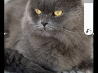 1.5 Yaşında yakışıklı british longhair oğlunuz