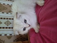 2 aylık dişi british shorthair özel ırk