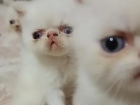 Tatlı ve oyuncu iran kedisi yavrumuz