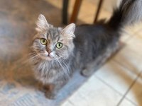 1 Yaşında Dişi British Longhair
