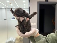 Cane corso yavrular orjinaldir