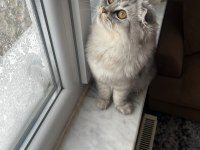 Erkek scottish fold silver tabby