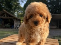 RED MALTİPOO KIZIMIZ