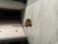 Anne altından A kalite Toy poodle