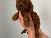 Red brown Toy Poodle Yavrum