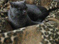 British shorthair kedimiz mila sahiplerini arıyor