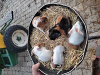 Sütten yeni kesildiler alıştırmak için bire bir kopay