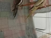 Yavru ve yaşında sultan papağanları