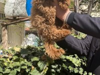 Toy Poodle Türkiye Starı