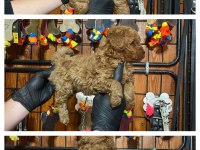 Burkemden safkan poodle bebeklerimiz