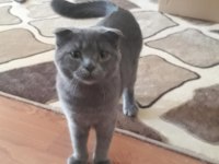 Scottish Fold Yavrular
