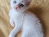 Beyaz british shorthair yavrular