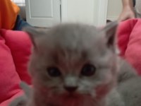 Sevimli british shorthair patiler