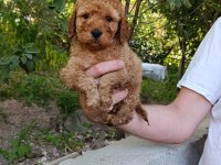 TOY POODLE YAVRUMUZ