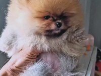 Orijinal Pomeranian Boo Köpeği