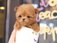 En Akıllı Ve Tatlı Toy Poodle Bebeklerımız