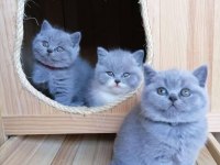 British Shorthair Yavrular Evinizin Neşesi Olacaktır