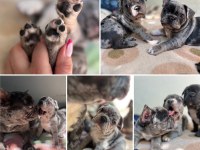 A KALİTE ERKEK VE DİŞİ FRANSIZ BULLDOG YAVRULARIMIZ
