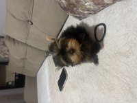 Yorkshire terrier mini mini minikler