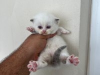 Cinemon bi color british shorthair