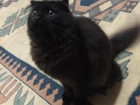 scottish fold siyah 4 aylık