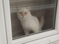 British Shorthair Erkek Red Point