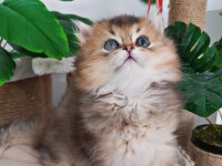 British longhair duffy bebeğim