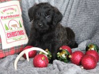 Safkan Maltipoo Bebekleri