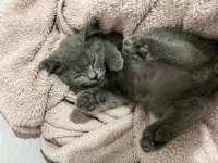 5 Aylık British Shorthair Yavru Sevimli ve Oyuncu