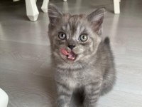 British ve scottish fold yavrularım