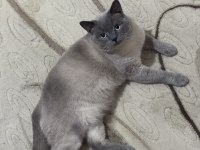 4 yaşında çok tatlı british shorthair