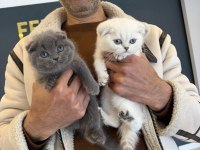 SCOTTISH FOLD YAVRULAR BRITISH YAVRULAR ANKARA 