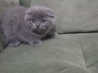 Scottish Fold Kedimiz