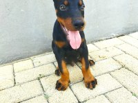 Eğitim çiftliğinden dev doberman