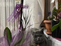 Kısırlaştırılmış çok uysal british shorthair Lili Hanım
