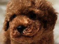 Veteriner teknikerinden sevimli toy poodle dişi ve erkek