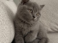 A Kalite Son 2 Yavru British Shorthair