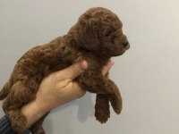 TOY POODLE ERKEK