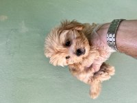 Maltipoo A Kaliye Yavrular Tüm İllere Gönderim