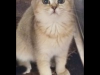 British Shorthair Golden Shaded Dişi