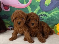 Aşılı Toy Poodle Yavrularımız