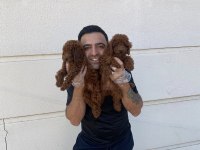 Wc Egitimli Toy Poodle Yavrularımız Fenomen Pets Ankara