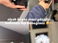 HOLLANDA LOP TAVŞANLARI