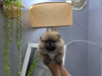 Pomeranian boo teddy bear yavrucuklar