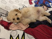 2,5 aylık yavru maltipoo