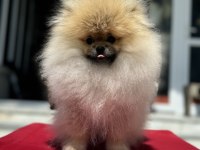 Yasal çiftlikde ziyarete açık pomeranian boo