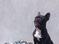 Blue taşıyıcı micro dişi french bulldog